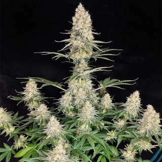 Buddha Seeds Quasar