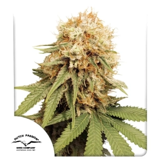 Dutch Passion White Widow Regular 10ks