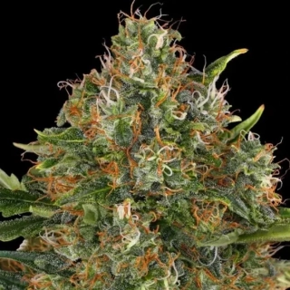 Barney´s Farm G13 Haze regular 10ks
