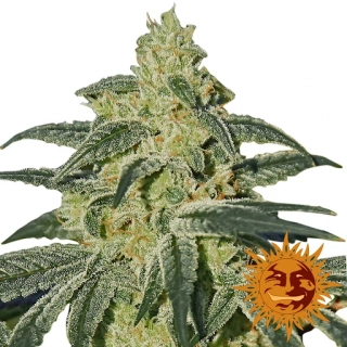 Barney´s Farm Afghan Hash Plant regular 10ks