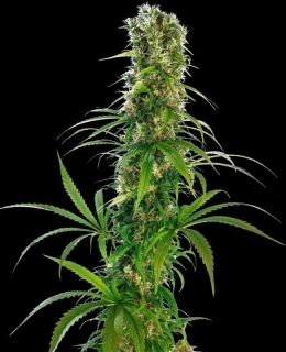 Sensi Seeds Michka