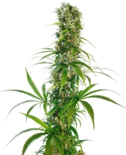 Sensi Seeds Michka 10ks Regular