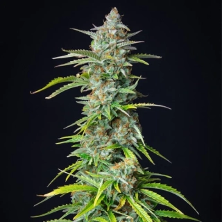 Bulldog Seeds Jack Herer Auto Fem 5ks