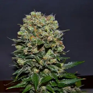 Kalashnikov Seeds Amur Giant Auto