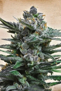 Kalashnikov Seeds Blue Acid Auto