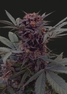Kalashnikov Seeds Moscow Blueberry Auto
