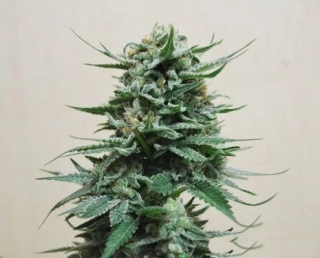 Kalashnikov Seeds Northern Russian Auto