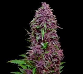 Kalashnikov Seeds Purple Mazar Auto