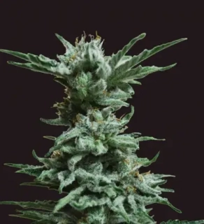 Kalashnikov Seeds Siberian Haze Auto