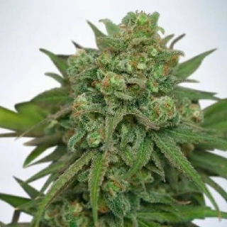 Ministry of Cannabis Instakush