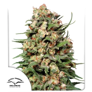 Dutch Passion Ultra Skunk