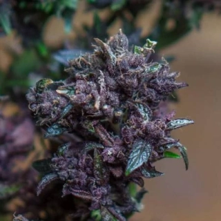 Natural Seeds Purple Maiden Auto