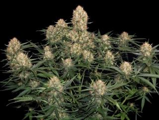 Natural Seeds Skunk One Auto