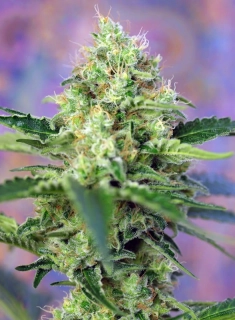 Sweet Seeds Crystal Candy