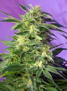 Sweet Seeds Killer Kush Auto