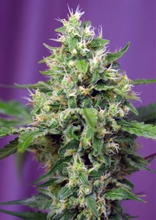 Sweet Seeds Blow Mind Auto