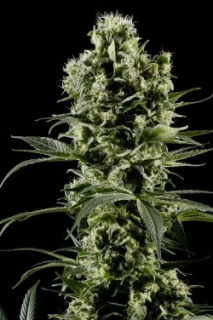 Green House Seeds Himalaya Gold