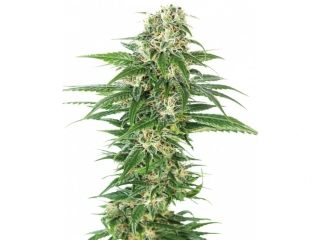 Sensi Seeds Early Skunk Autoflowering