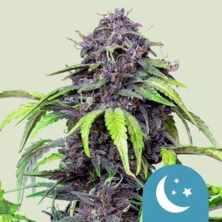 Royal Queen Seeds Purple Green