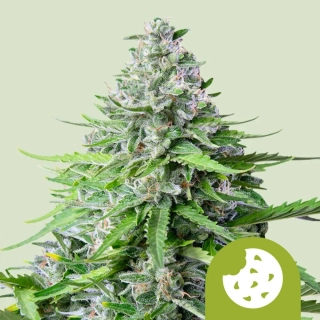 Royal Queen Seeds Royal Cookies Auto