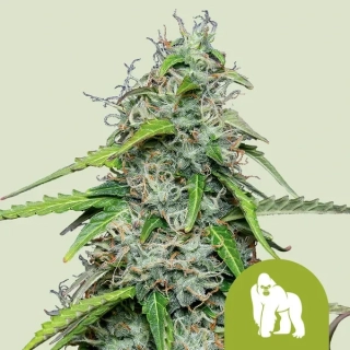 Royal Queen Seeds Royal Gorilla Auto