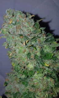 Green House Seeds Franco's Lemon Cheese