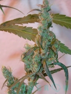 Mr.Nice Seeds Afghan Haze 18ks regular