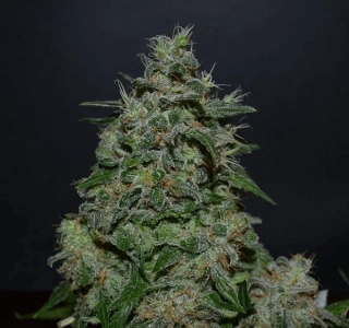 Kalashnikov Seeds AK Kush
