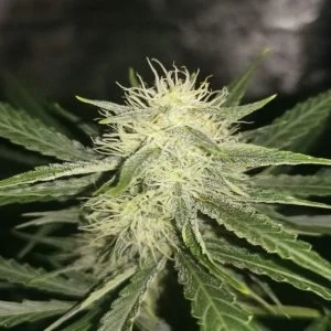 Kalashnikov Seeds AK Skunk