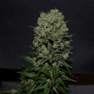 Kalashnikov Seeds Baikal Express Fast