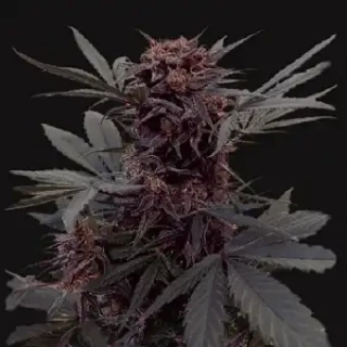 Kalashnikov Seeds Moscow Blueberry