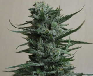 Kalashnikov Seeds Siberian Haze