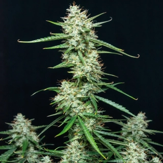 Buddha Seeds Magnum Auto