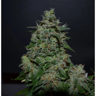 Kalashnikov Seeds White Widow 47