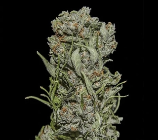 Kalashnikov Seeds Express Mix Pack Fast 10ks