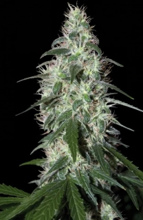 Buddha Seeds Pulsar