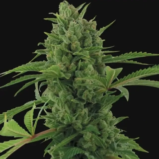 Kalashnikov Seeds Express Fem Mix Pack 16ks