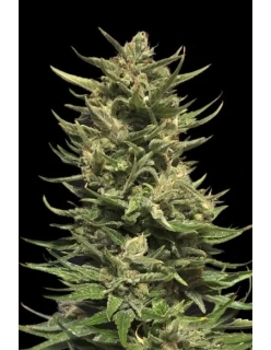 Kalashnikov Seeds Kabul Express Fast
