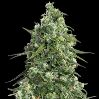 Kalashnikov Seeds White Critical Express Fast