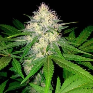 Sumo Seeds Berries & Cheese 3ks feminizovaná