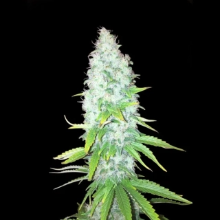 Sumo Seeds Appleberry 3ks feminizovaná