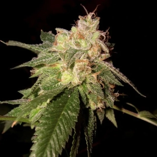 DNA Genetics Cannalope Kush