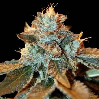 DNA Genetics Cataract Kush