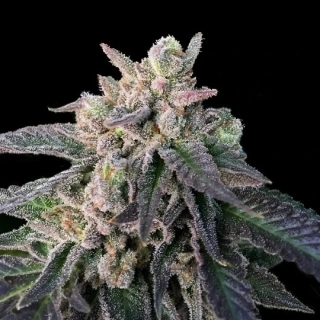 DNA Genetics El Fuego Autoflowering
