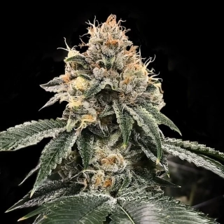 DNA Genetics El Fuego 91 Krypt regular