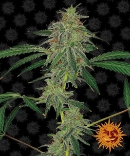 Barney´s Farm Blue Mammoth Auto