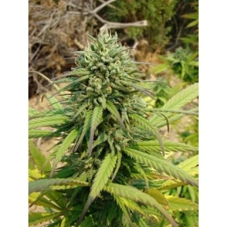 DNA Genetics Golden Berry