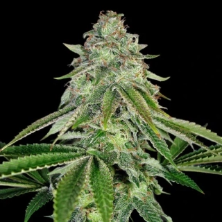 DNA Genetics Crocketts Confidential regular 12ks