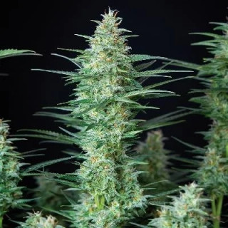 Buddha Seeds White Dwarf Regular