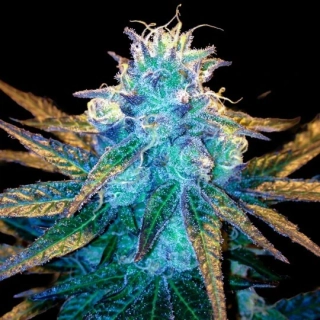 DNA Genetics Kush Berry